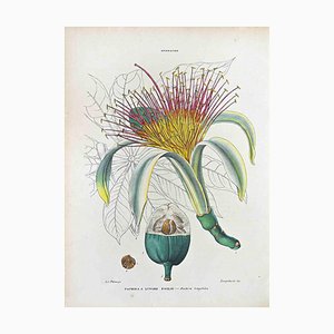 Vincenzo Tenore, Long-Leaf Pachira, Lithograph, 1870s