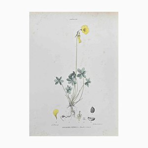 Vincenzo Tenore, Oxalis Cernua, Lithograph, 1870s