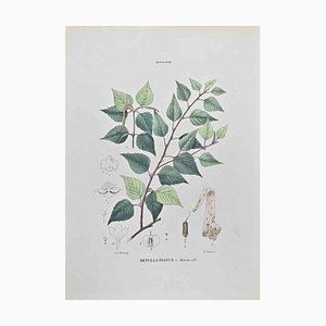 Vincenzo Tenore, White Birch, Lithograph, 1870s
