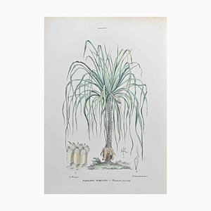 Vincenzo Tenore, Forked Pandanus, Lithograph, 1870s