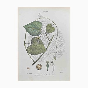 Vincenzo Tenore, Aristolochia Siphon, Lithograph, 1870s