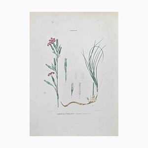 Vincenzo Tenore, Garofalo Vergato, litografía, década de 1870