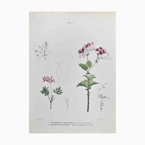 Vincenzo Tenore, Geraniaceae, Lithograph, 1870s