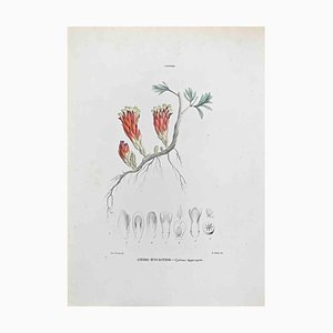 Vincenzo Tenore, Citino Hypocystis, Lithograph, 1870s