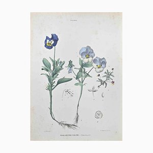 Vincenzo Tenore, Three,Color Violet, Lithograph, 1870s