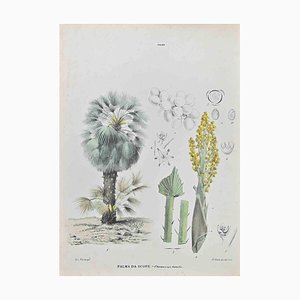 Vincenzo Tenore, Broom Palm, Lithograph, 1870s
