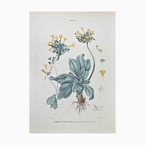 Vincenzo Tenore, Palinuro Primrose, Lithograph, 1870s