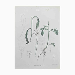 Vincenzo Tenore, Rocket, Lithograph, 1870s