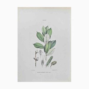 Vincenzo Tenore, Salcio Caprino, Lithographie, 1870er