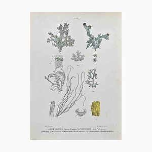 Vincenzo Tenore, Lichens, Lithograph, 1870s