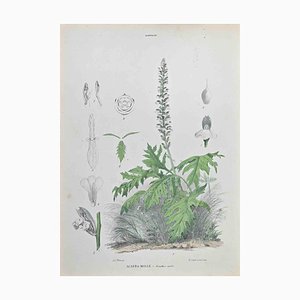 Vincenzo Tenore, Acanthus Springs, Lithograph, 1870s