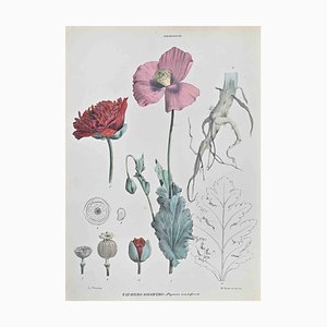 Vincenzo Tenore, Sleeping Poppy, Lithograph, 1870s