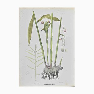 Vincenzo Tenore, Zingiber Officinale, Lithograph, 1870s