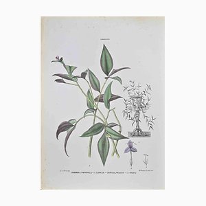 Vincenzo Tenore, Zebrina Pendula, Lithograph, 1870s