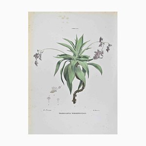 Lithographie, Vincenzo Tenore, Tradescantia Warszewicziana, 1870s