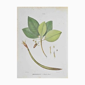 Lithographie Vincenzo Tenore, Rizofora Mangle, 1870s