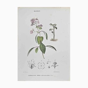 Vincenzo Tenore, Cilious Heterocentre, Lithograph, 1870s