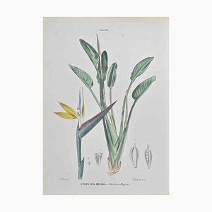 Vincenzo Tenore, Strelitzia Reginae, Lithograph, 1870s