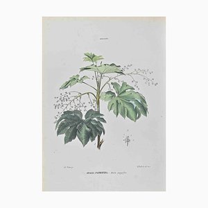 Vincenzo Tenore, Papyrus Abalia, Lithograph, 1870s