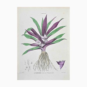 Vincenzo Tenore, The Tradescanzia, Lithograph, 1870s