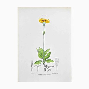 Vincenzo Tenore, The Arnica, Lithograph, 1870s