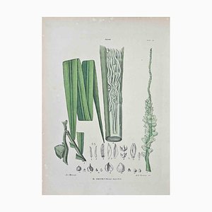 Vincenzo Tenore, The Coconut, Lithograph, 1870s
