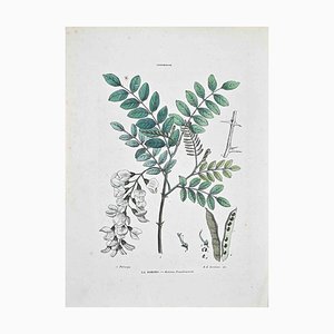 Vincenzo Tenore, The Robinia, litografía, década de 1870