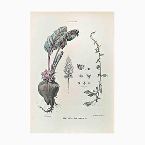 Vincenzo Tenore, Les Chénopodiacées, Lithographie, 1870s