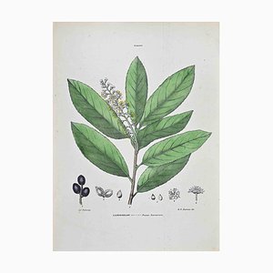 Vincenzo Tenore, The Cherry Laurel, Lithograph, 1870s
