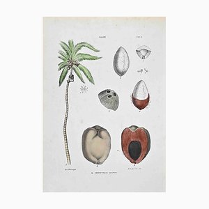 Vincenzo Tenore, The Coconut, Lithograph, 1870s