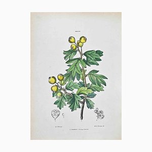 Vincenzo Tenore, The Azarolo, Lithograph, 1870s