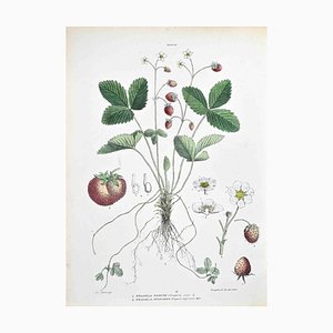 Vincenzo Tenore, The Rosaceae, Lithograph, 1870s