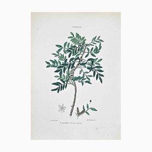Vincenzo Tenore, The Lentisk, Lithograph, 1870s