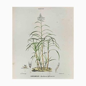 Vincenzo Tenore, The Grasses, Lithograph, 1870s