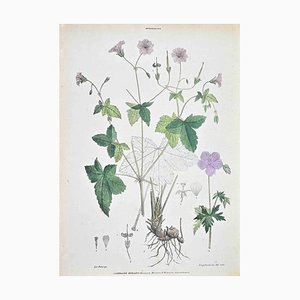 Vincenzo Tenore, The Striped Geranium, Lithograph, 1870s