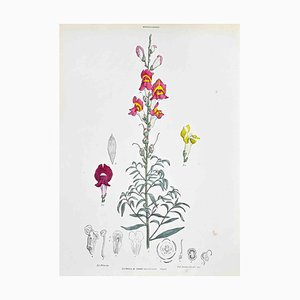 Vincenzo Tenore, The Snapdragon, Lithograph, 1870s