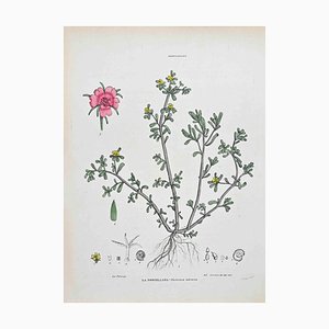 Vincenzo Tenore, The Porcelain, Lithograph, 1870s