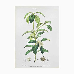 Vincenzo Tenore, The Star Anise, Lithograph, 1870s