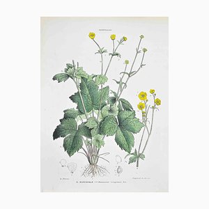 Vincenzo Tenore, The Buttercup, Lithograph, 1870s