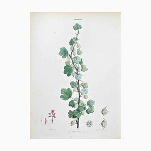 Vincenzo Tenore, The Gooseberry, Lithograph, 1870s