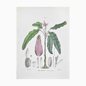Lithographie Vincenzo Tenore, The Musa Speciosa, 1870s