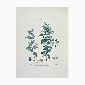 Vincenzo Tenore, The Common Myrtle, Lithograph, 1870s