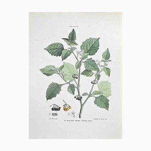 Vincenzo Tenore, The Black Solanum, Lithographie, 1870er