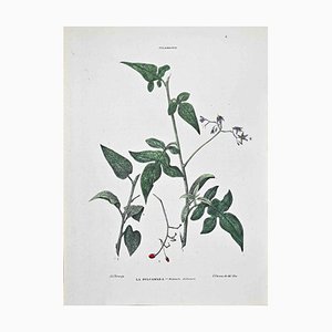 Vincenzo Tenore, The Dulcamara, Lithograph, 1870s