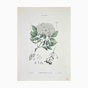 Vincenzo Tenore, The Black Elderberry, Lithograph, 1870s