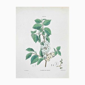 Vincenzo Tenore, The Elm, Lithograph, 1870s