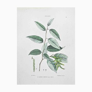 Vincenzo Tenore, The Common Hornbeam, Lithographie, 1870s