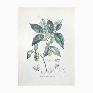 Vincenzo Tenore, The Black Hornbeam, Lithograph, 1870s