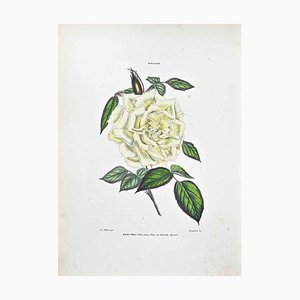 Lithographie Vincenzo Tenore, The Tea Rose, 1870s