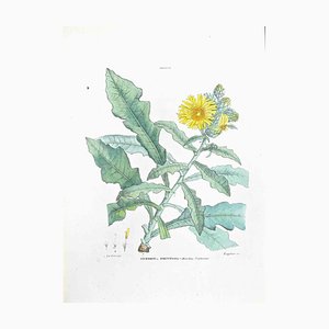 Vincenzo Tenore, The Cicerbita Fruticosa, Lithograph, 1870s